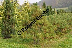 Sawara-Scheinzypresse 'Filifera', Fadenzypresse, Chamaecyparis pisifera 'Filifera', Cupressaceae, Chamaecyparis pisifera 'Filifera', Sawara-Scheinzypresse 'Filifera', Fadenzypresse, Habitus Kauf von 00492_chamaecyparis_pisifera_filifera_dsc_0736.jpg