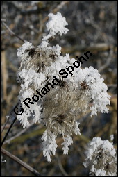 Gewöhnliche Waldrebe, Clematis vitalba, Ranunculaceae, Clematis vitalba, Gewöhnliche Waldrebe, Blühend Kauf von 00502clematis_vitalbaimg_5105.jpg