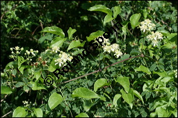 Gewhnliche Waldrebe, Clematis vitalba, Ranunculaceae, Clematis vitalba, Gewhnliche Waldrebe, Blhend Kauf von 00502clematis_vitalbaimg_8184.jpg