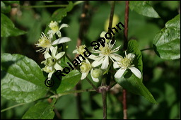 Gewöhnliche Waldrebe, Clematis vitalba, Ranunculaceae, Clematis vitalba, Gewöhnliche Waldrebe, Blühend Kauf von 00502clematis_vitalbaimg_8185.jpg