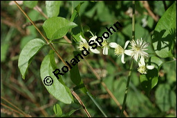 Gewöhnliche Waldrebe, Clematis vitalba, Ranunculaceae, Clematis vitalba, Gewöhnliche Waldrebe, Blühend Kauf von 00502clematis_vitalbaimg_8186.jpg