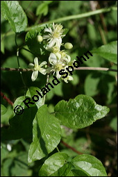 Gewöhnliche Waldrebe, Clematis vitalba, Ranunculaceae, Clematis vitalba, Gewöhnliche Waldrebe, Blühend Kauf von 00502clematis_vitalbaimg_8187.jpg