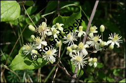 Gewöhnliche Waldrebe, Clematis vitalba, Ranunculaceae, Clematis vitalba, Gewöhnliche Waldrebe, Blühend Kauf von 00502clematis_vitalbaimg_8224.jpg