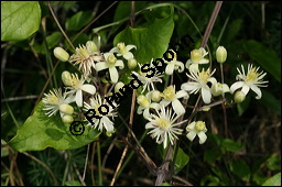 Gewöhnliche Waldrebe, Clematis vitalba, Ranunculaceae, Clematis vitalba, Gewöhnliche Waldrebe, Blühend Kauf von 00502clematis_vitalbaimg_8225.jpg