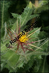 Benediktenkraut, Cnicus benedictus, Asteraceae, Cnicus benedictus, Carduus benedictus, Benediktenkraut, Kardobenediktenkraut, Bitterdistel, Blühend Kauf von 00503cnicus_benedictusimg_2734.jpg