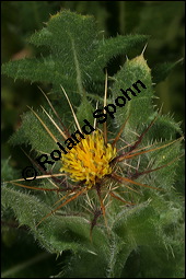 Benediktenkraut, Cnicus benedictus, Asteraceae, Cnicus benedictus, Carduus benedictus, Benediktenkraut, Kardobenediktenkraut, Bitterdistel, Blühend Kauf von 00503cnicus_benedictusimg_2735.jpg