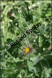 Benediktenkraut, Cnicus benedictus, Asteraceae, Cnicus benedictus, Carduus benedictus, Benediktenkraut, Kardobenediktenkraut, Bitterdistel, Blhend Kauf von 00503cnicus_benedictusimg_2736.jpg