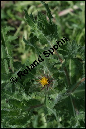 Benediktenkraut, Cnicus benedictus, Asteraceae, Cnicus benedictus, Carduus benedictus, Benediktenkraut, Kardobenediktenkraut, Bitterdistel, Blühend Kauf von 00503cnicus_benedictusimg_2737.jpg