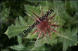 Benediktenkraut, Cnicus benedictus, Asteraceae, Cnicus benedictus, Carduus benedictus, Benediktenkraut, Kardobenediktenkraut, Bitterdistel, Blhend Kauf von 00503cnicus_benedictusimg_2738.jpg