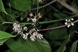 Kola, Kolabaum, Kolanuss, Cola nitida, Cola vera, Sterculiaceae, Cola nitida, Cola vera, Kolabaum, Kolanuss, Kola, Blühend Kauf von 00506_cola_nitida_dsc_1696.jpg