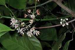 Kola, Kolabaum, Kolanuss, Cola nitida, Cola vera, Sterculiaceae, Cola nitida, Cola vera, Kolabaum, Kolanuss, Kola, Blühend Kauf von 00506_cola_nitida_dsc_1697.jpg