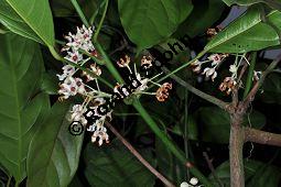 Kola, Kolabaum, Kolanuss, Cola nitida, Cola vera, Sterculiaceae, Cola nitida, Cola vera, Kolabaum, Kolanuss, Kola, Blühend Kauf von 00506_cola_nitida_dsc_1698.jpg