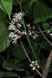 Kola, Kolabaum, Kolanuss, Cola nitida, Cola vera, Sterculiaceae, Cola nitida, Cola vera, Kolabaum, Kolanuss, Kola, Blühend Kauf von 00506_cola_nitida_dsc_1699.jpg