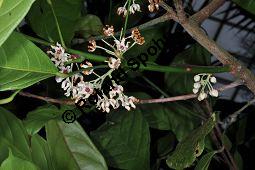 Kola, Kolabaum, Kolanuss, Cola nitida, Cola vera, Sterculiaceae, Cola nitida, Cola vera, Kolabaum, Kolanuss, Kola, Blühend Kauf von 00506_cola_nitida_dsc_1700.jpg