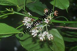 Kola, Kolabaum, Kolanuss, Cola nitida, Cola vera, Sterculiaceae, Cola nitida, Cola vera, Kolabaum, Kolanuss, Kola, Blühend Kauf von 00506_cola_nitida_dsc_1737.jpg