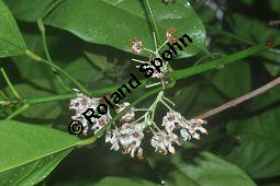 Kola, Kolabaum, Kolanuss, Cola nitida, Cola vera, Sterculiaceae, Cola nitida, Cola vera, Kolabaum, Kolanuss, Kola, Blühend Kauf von 00506_cola_nitida_dsc_1738.jpg