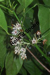 Kola, Kolabaum, Kolanuss, Cola nitida, Cola vera, Sterculiaceae, Cola nitida, Cola vera, Kolabaum, Kolanuss, Kola, Blühend Kauf von 00506_cola_nitida_dsc_1740.jpg
