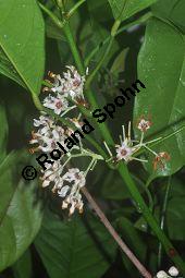 Kola, Kolabaum, Kolanuss, Cola nitida, Cola vera, Sterculiaceae, Cola nitida, Cola vera, Kolabaum, Kolanuss, Kola, Blühend Kauf von 00506_cola_nitida_dsc_1741.jpg