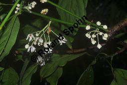 Kola, Kolabaum, Kolanuss, Cola nitida, Cola vera, Sterculiaceae, Cola nitida, Cola vera, Kolabaum, Kolanuss, Kola, Blühend Kauf von 00506_cola_nitida_dsc_1742.jpg