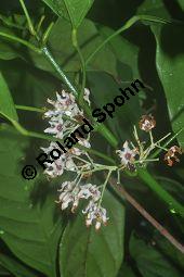 Kola, Kolabaum, Kolanuss, Cola nitida, Cola vera, Sterculiaceae, Cola nitida, Cola vera, Kolabaum, Kolanuss, Kola, Blühend Kauf von 00506_cola_nitida_dsc_1743.jpg