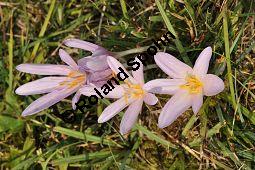 Herbst-Zeitlose, Herbstzeitlose, Wiesensafran, Colchicum autumnale, Liliaceae/Colchicaceae, Colchicum autumnale, Herbst-Zeitlose, Herbstzeitlose, Wiesensafran, fruchtend Kauf von 00507_colchicum_autumnale_dsc_0130.jpg