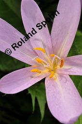 Herbst-Zeitlose, Herbstzeitlose, Wiesensafran, Colchicum autumnale, Liliaceae/Colchicaceae, Colchicum autumnale, Herbst-Zeitlose, Herbstzeitlose, Wiesensafran, fruchtend Kauf von 00507_colchicum_autumnale_dsc_7229.jpg