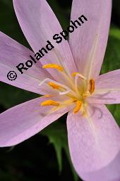 Herbst-Zeitlose, Herbstzeitlose, Wiesensafran, Colchicum autumnale, Liliaceae/Colchicaceae, Colchicum autumnale, Herbst-Zeitlose, Herbstzeitlose, Wiesensafran, fruchtend Kauf von 00507_colchicum_autumnale_dsc_7230.jpg