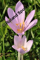 Herbst-Zeitlose, Herbstzeitlose, Wiesensafran, Colchicum autumnale, Liliaceae/Colchicaceae, Colchicum autumnale, Herbst-Zeitlose, Herbstzeitlose, Wiesensafran, fruchtend Kauf von 00507_colchicum_autumnale_dsc_7231.jpg