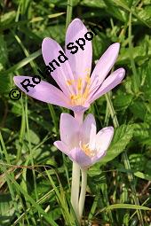 Herbst-Zeitlose, Herbstzeitlose, Wiesensafran, Colchicum autumnale, Liliaceae/Colchicaceae, Colchicum autumnale, Herbst-Zeitlose, Herbstzeitlose, Wiesensafran, fruchtend Kauf von 00507_colchicum_autumnale_dsc_7232.jpg