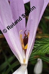 Herbst-Zeitlose, Herbstzeitlose, Wiesensafran, Colchicum autumnale, Liliaceae/Colchicaceae, Colchicum autumnale, Herbst-Zeitlose, Herbstzeitlose, Wiesensafran, fruchtend Kauf von 00507_colchicum_autumnale_dsc_7235.jpg