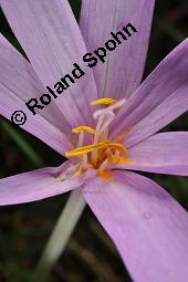 Herbst-Zeitlose, Herbstzeitlose, Wiesensafran, Colchicum autumnale, Liliaceae/Colchicaceae, Colchicum autumnale, Herbst-Zeitlose, Herbstzeitlose, Wiesensafran, fruchtend Kauf von 00507_colchicum_autumnale_dsc_7238.jpg