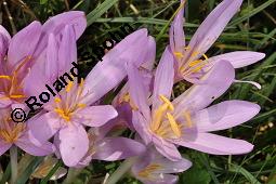 Herbst-Zeitlose, Herbstzeitlose, Wiesensafran, Colchicum autumnale, Liliaceae/Colchicaceae, Colchicum autumnale, Herbst-Zeitlose, Herbstzeitlose, Wiesensafran, fruchtend Kauf von 00507_colchicum_autumnale_dsc_7242.jpg