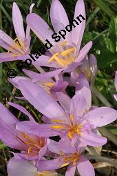 Herbst-Zeitlose, Herbstzeitlose, Wiesensafran, Colchicum autumnale, Liliaceae/Colchicaceae, Colchicum autumnale, Herbst-Zeitlose, Herbstzeitlose, Wiesensafran, fruchtend Kauf von 00507_colchicum_autumnale_dsc_7243.jpg