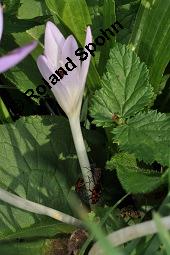 Herbst-Zeitlose, Herbstzeitlose, Wiesensafran, Colchicum autumnale, Liliaceae/Colchicaceae, Colchicum autumnale, Herbst-Zeitlose, Herbstzeitlose, Wiesensafran, fruchtend Kauf von 00507_colchicum_autumnale_dsc_7244.jpg