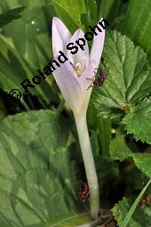 Herbst-Zeitlose, Herbstzeitlose, Wiesensafran, Colchicum autumnale, Liliaceae/Colchicaceae, Colchicum autumnale, Herbst-Zeitlose, Herbstzeitlose, Wiesensafran, fruchtend Kauf von 00507_colchicum_autumnale_dsc_7246.jpg