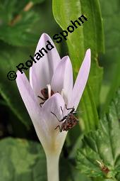 Herbst-Zeitlose, Herbstzeitlose, Wiesensafran, Colchicum autumnale, Liliaceae/Colchicaceae, Colchicum autumnale, Herbst-Zeitlose, Herbstzeitlose, Wiesensafran, fruchtend Kauf von 00507_colchicum_autumnale_dsc_7248.jpg