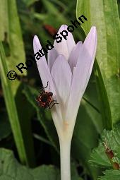 Herbst-Zeitlose, Herbstzeitlose, Wiesensafran, Colchicum autumnale, Liliaceae/Colchicaceae, Colchicum autumnale, Herbst-Zeitlose, Herbstzeitlose, Wiesensafran, fruchtend Kauf von 00507_colchicum_autumnale_dsc_7249.jpg