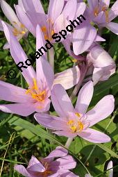 Herbst-Zeitlose, Herbstzeitlose, Wiesensafran, Colchicum autumnale, Liliaceae/Colchicaceae, Colchicum autumnale, Herbst-Zeitlose, Herbstzeitlose, Wiesensafran, fruchtend Kauf von 00507_colchicum_autumnale_dsc_7251.jpg