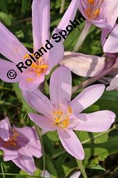 Herbst-Zeitlose, Herbstzeitlose, Wiesensafran, Colchicum autumnale, Liliaceae/Colchicaceae, Colchicum autumnale, Herbst-Zeitlose, Herbstzeitlose, Wiesensafran, fruchtend Kauf von 00507_colchicum_autumnale_dsc_7252.jpg