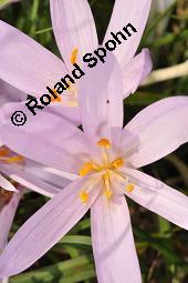 Herbst-Zeitlose, Herbstzeitlose, Wiesensafran, Colchicum autumnale, Liliaceae/Colchicaceae, Colchicum autumnale, Herbst-Zeitlose, Herbstzeitlose, Wiesensafran, fruchtend Kauf von 00507_colchicum_autumnale_dsc_7253.jpg