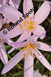 Herbst-Zeitlose, Herbstzeitlose, Wiesensafran, Colchicum autumnale, Liliaceae/Colchicaceae, Colchicum autumnale, Herbst-Zeitlose, Herbstzeitlose, Wiesensafran, fruchtend Kauf von 00507_colchicum_autumnale_dsc_7255.jpg