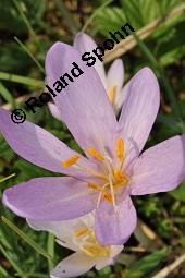 Herbst-Zeitlose, Herbstzeitlose, Wiesensafran, Colchicum autumnale, Liliaceae/Colchicaceae, Colchicum autumnale, Herbst-Zeitlose, Herbstzeitlose, Wiesensafran, fruchtend Kauf von 00507_colchicum_autumnale_dsc_7266.jpg