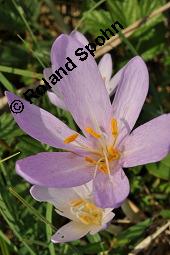 Herbst-Zeitlose, Herbstzeitlose, Wiesensafran, Colchicum autumnale, Liliaceae/Colchicaceae, Colchicum autumnale, Herbst-Zeitlose, Herbstzeitlose, Wiesensafran, fruchtend Kauf von 00507_colchicum_autumnale_dsc_7267.jpg