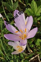 Herbst-Zeitlose, Herbstzeitlose, Wiesensafran, Colchicum autumnale, Liliaceae/Colchicaceae, Colchicum autumnale, Herbst-Zeitlose, Herbstzeitlose, Wiesensafran, fruchtend Kauf von 00507_colchicum_autumnale_dsc_7268.jpg