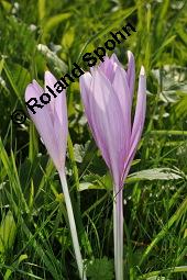 Herbst-Zeitlose, Herbstzeitlose, Wiesensafran, Colchicum autumnale, Liliaceae/Colchicaceae, Colchicum autumnale, Herbst-Zeitlose, Herbstzeitlose, Wiesensafran, fruchtend Kauf von 00507_colchicum_autumnale_dsc_7488.jpg