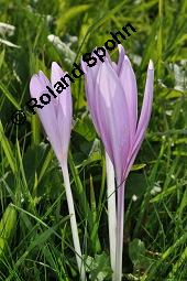 Herbst-Zeitlose, Herbstzeitlose, Wiesensafran, Colchicum autumnale, Liliaceae/Colchicaceae, Colchicum autumnale, Herbst-Zeitlose, Herbstzeitlose, Wiesensafran, fruchtend Kauf von 00507_colchicum_autumnale_dsc_7489.jpg