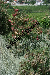 Gewöhnlicher Blasenstrauch, Colutea arborescens, Fabaceae, Colutea arborescens, Gewöhnlicher Blasenstrauch, fruchtend Kauf von 00509colutea_arborescensimg_3388.jpg