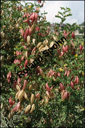 Gewöhnlicher Blasenstrauch, Colutea arborescens, Fabaceae, Colutea arborescens, Gewöhnlicher Blasenstrauch, fruchtend Kauf von 00509colutea_arborescensimg_3390.jpg
