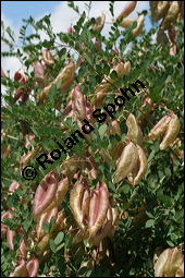 Gewöhnlicher Blasenstrauch, Colutea arborescens, Fabaceae, Colutea arborescens, Gewöhnlicher Blasenstrauch, fruchtend Kauf von 00509colutea_arborescensimg_3391.jpg