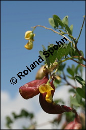Gewöhnlicher Blasenstrauch, Colutea arborescens, Fabaceae, Colutea arborescens, Gewöhnlicher Blasenstrauch, fruchtend Kauf von 00509colutea_arborescensimg_3392.jpg